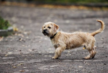 Uzun saçlı dachshund köpeği yağmurlu sonbahar havasında