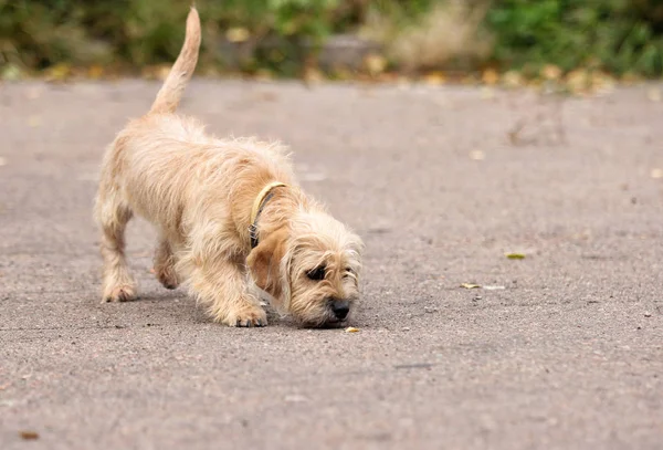 longhaired dachshund dog is sniffing