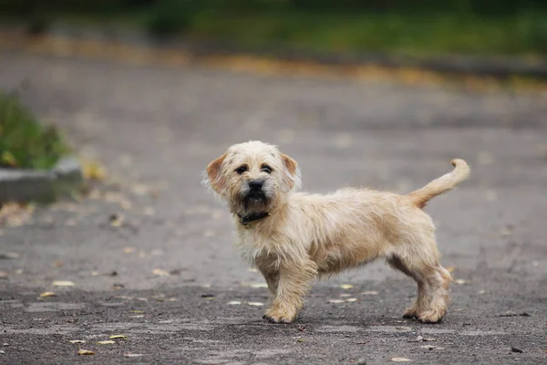 köpek yağmurlu sonbahar havasında