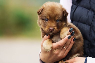 Küçük şirin köpek yavrusu insan ellerinde