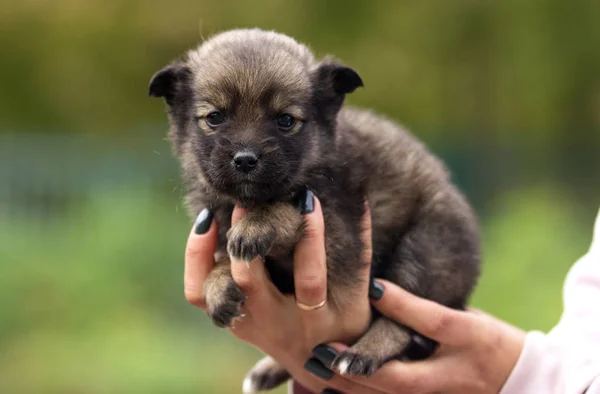 Pequeño Lindo Cachorro Manos Humanas —  Fotos de Stock