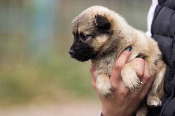 Pequeño Lindo Cachorro Manos Humanas —  Fotos de Stock