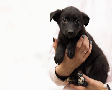 Küçük şirin köpek yavrusu insan ellerinde