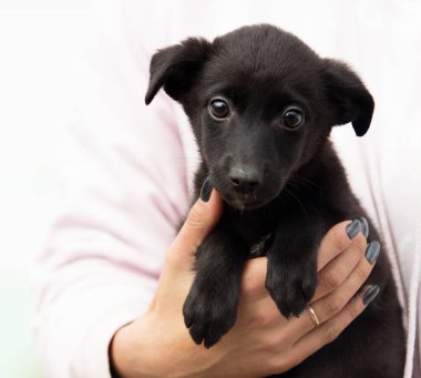 Küçük şirin köpek yavrusu insan ellerinde