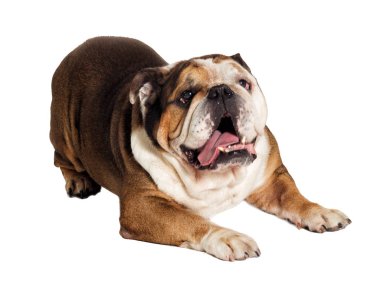 beyaz zemin üzerinde İngilizce bulldog