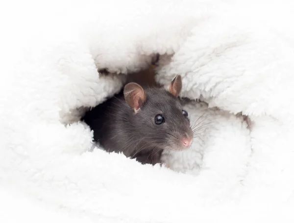 Petit Rat Mignon Dans Une Couverture Blanche Moelleuse — Photo
