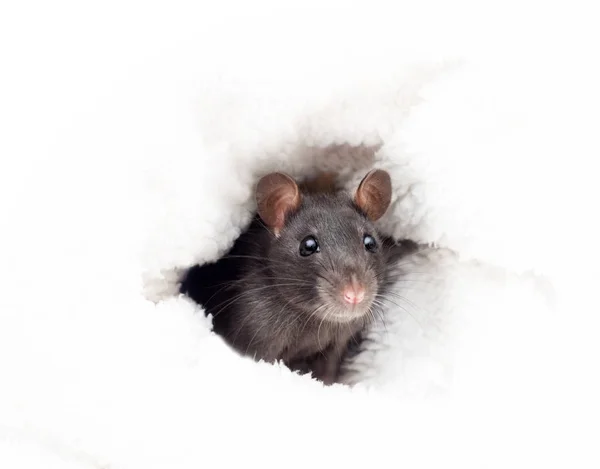 Petit Rat Mignon Dans Une Couverture Blanche Moelleuse — Photo