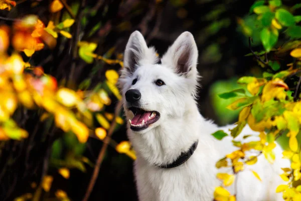 Weißer Schweizer Schäferhund Auf Herbstspaziergang — Stockfoto