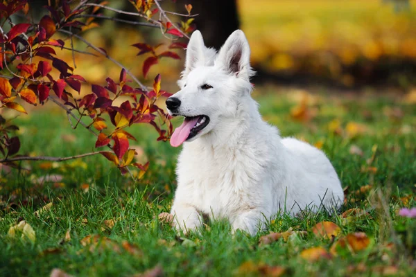 Witte Zwitserse Herdershond Tijdens Een Herfstwandeling — Stockfoto