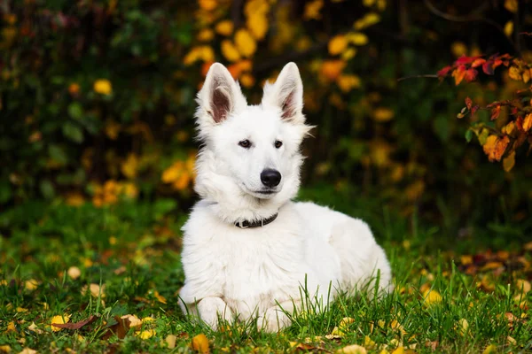 White Swiss Shepherd Dog Autumn Walk — Stock Photo, Image