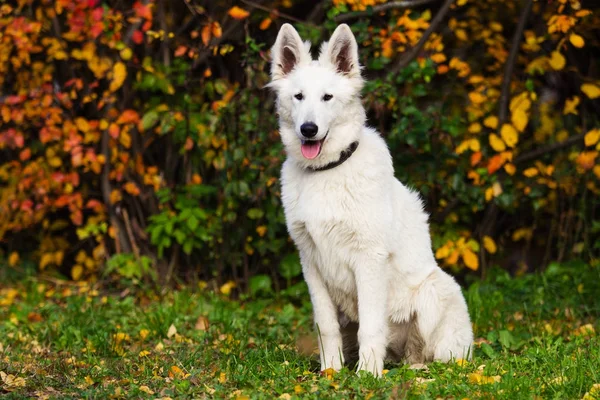 秋の散歩に犬 — ストック写真