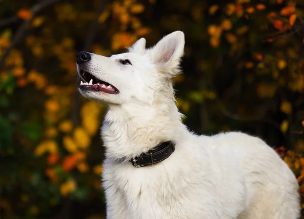 Hond Een Herfstwandeling — Stockfoto