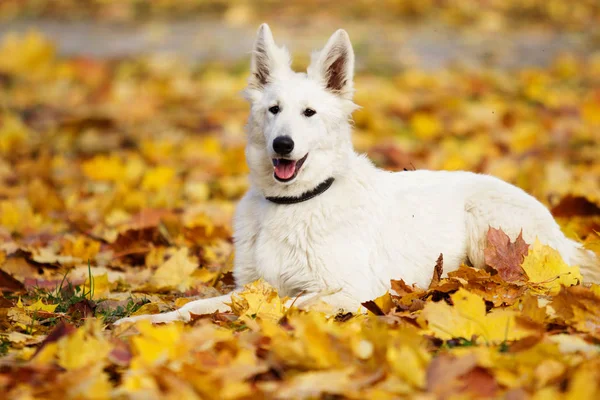 Hund Auf Herbstspaziergang — Stockfoto