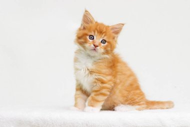 Küçük kırmızı çizgili kedi Maine Rakunu