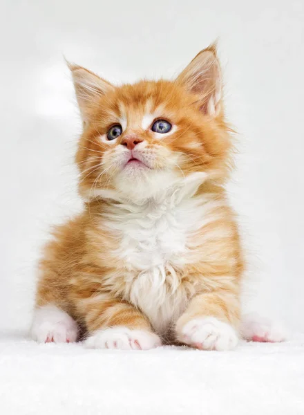 Kleines Rot Gestromtes Maine Coon Kätzchen Sieht Aus — Stockfoto