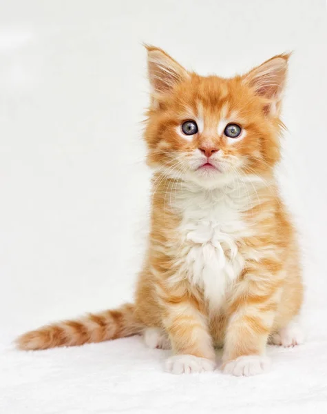 Maine Coon Kitten Looks — Stock Photo, Image