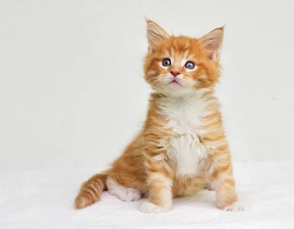 Maine Coon Kitten Wygląda — Zdjęcie stockowe