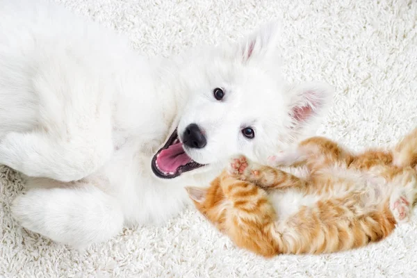 Gatinho Filhote Cachorro Juntos Mentira Vista Cima — Fotografia de Stock