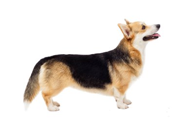 Köpek gülü Corgi Pembroke yan yana duruyor.