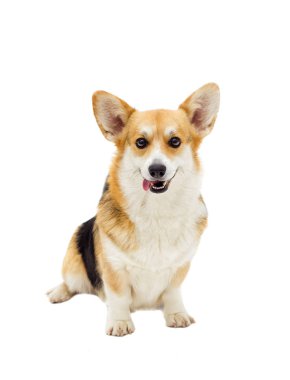 köpek Galce corgi pembroke