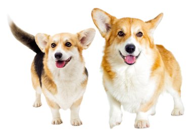 köpek Galce corgi pembroke