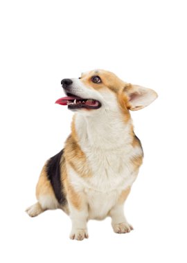 köpek Galce corgi pembroke