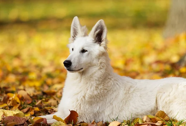 Cão Pastor Suíço Branco Uma Caminhada Outono — Fotografia de Stock