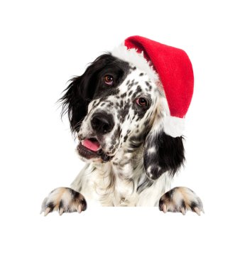 Yeni yıl şapkalı köpek, ingiliz setter 