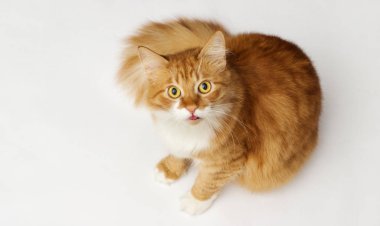Komik kedi dili gösterir, üst görünüm