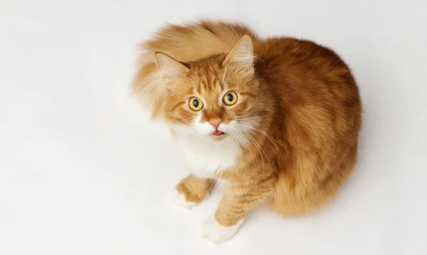 Смішний Кіт Показує Язик Вид Зверху — стокове фото