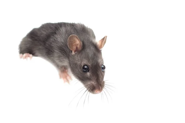 Small Rat White Background — Stock Photo, Image