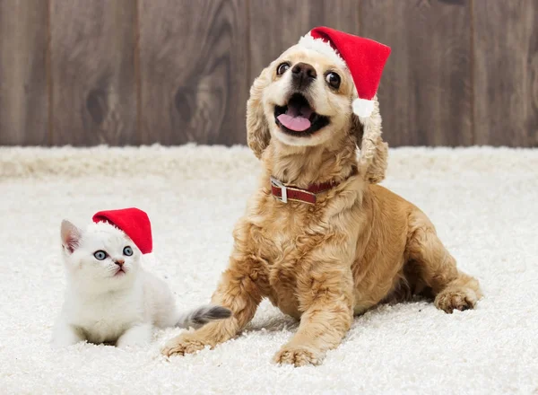 小猫和小狗 头戴圣诞礼帽 — 图库照片