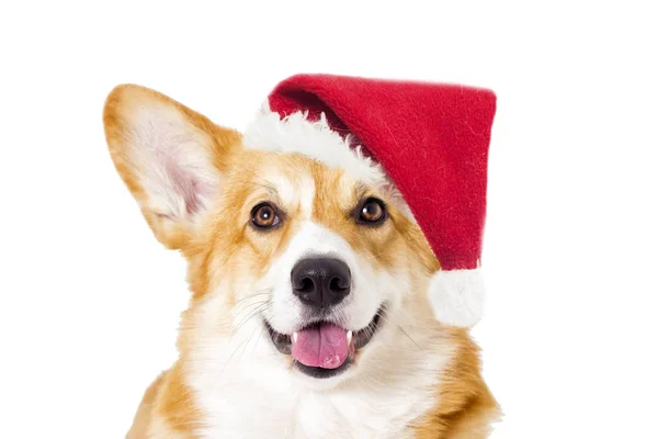 Pies Patrząc Nowy Rok Boże Narodzenie Kapelusz — Zdjęcie stockowe