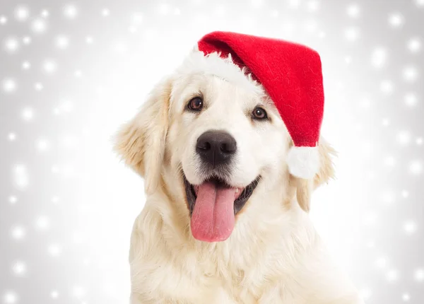 Portret Psa Nowy Rok Boże Narodzenie Kapelusz — Zdjęcie stockowe