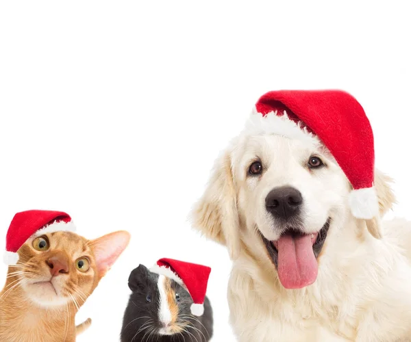 Hund Och Katt Och Flotta Tittar Nyår Och Jul Hatt — Stockfoto