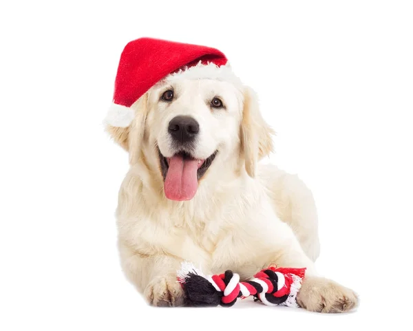 Golden Retriever Hund Tittar Nyår Och Julen Hatt — Stockfoto