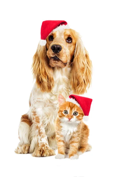 Hund Och Kattunge Nyår Och Jul Hatt — Stockfoto