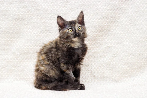 Three Colored Kitten Looks — Stock Photo, Image