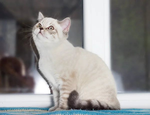 Pencere Pervazındaki Kedi — Stok fotoğraf
