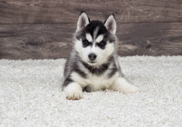 Husky Cachorro Está Buscando —  Fotos de Stock