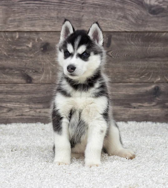 Husky Cachorro Mira Fondo Madera — Foto de Stock