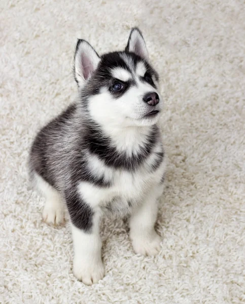 Husky Puppy Looks Fluffy Carpet Top View — Stock Photo, Image
