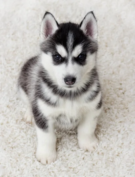 Husky Welpe Blickt Auf Einen Flauschigen Teppich Draufsicht — Stockfoto