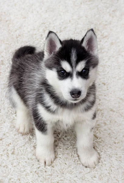 Husky Köpek Yavrusu Kabarık Bir Halıya Bakar — Stok fotoğraf