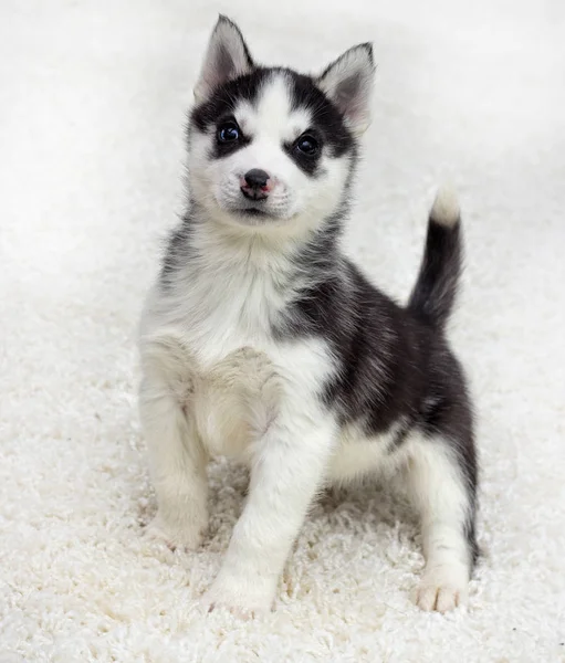 Husky Puppy Looks Fluffy Carpet Top View — Stock Photo, Image