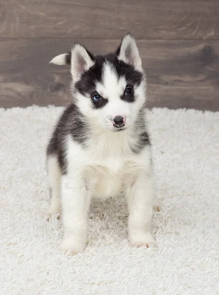 Husky Filhote Cachorro Olha Para Tapete Fofo — Fotografia de Stock