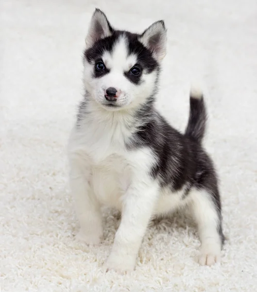 Husky Puppy Looks Fluffy Carpet — ストック写真