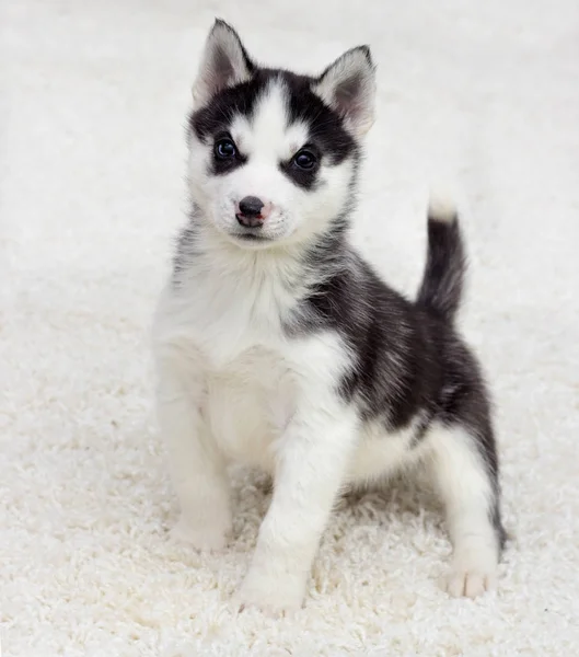 Husky Cachorro Mira Una Alfombra Esponjosa — Foto de Stock