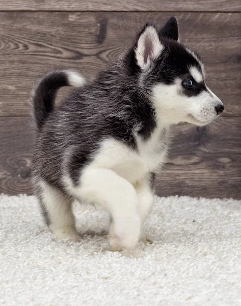 Cachorrinho Husky Siberiano Olhando Para Fundo Madeira — Fotografia de Stock