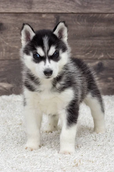 Cachorrinho Husky Siberiano Olhando Para Fundo Madeira — Fotografia de Stock